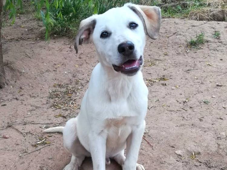 Adotta un cane, taglia media, maschio, Bologna