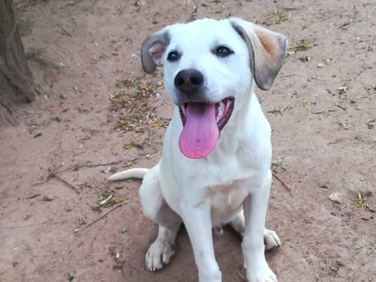Vuoi adottare un cane a Bologna?