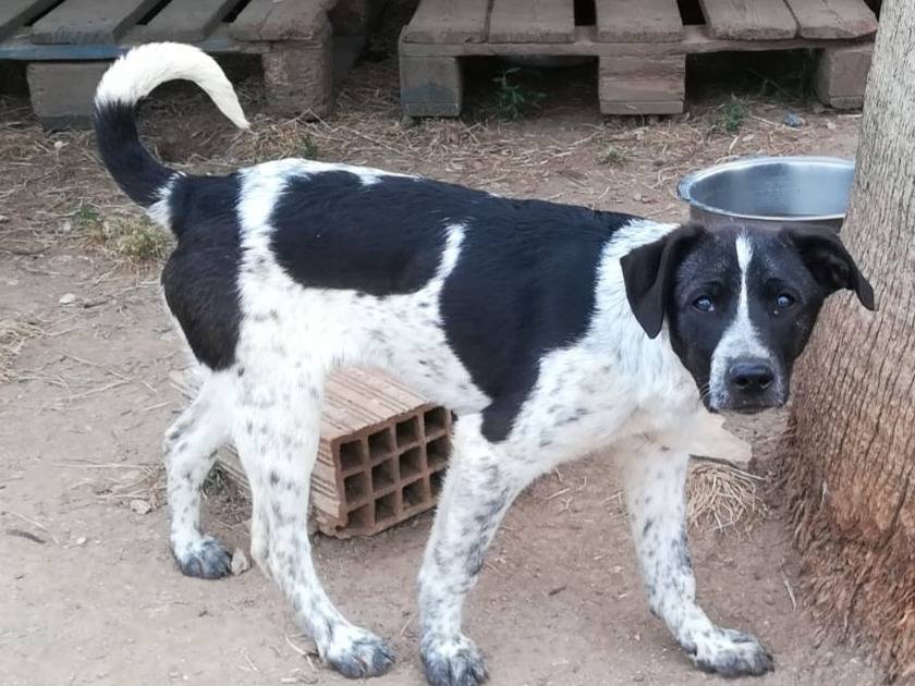 Adozione cane, maschio, Razza sconosciuta Razza sconosciuta, 5 mesi, taglia media, Bologna