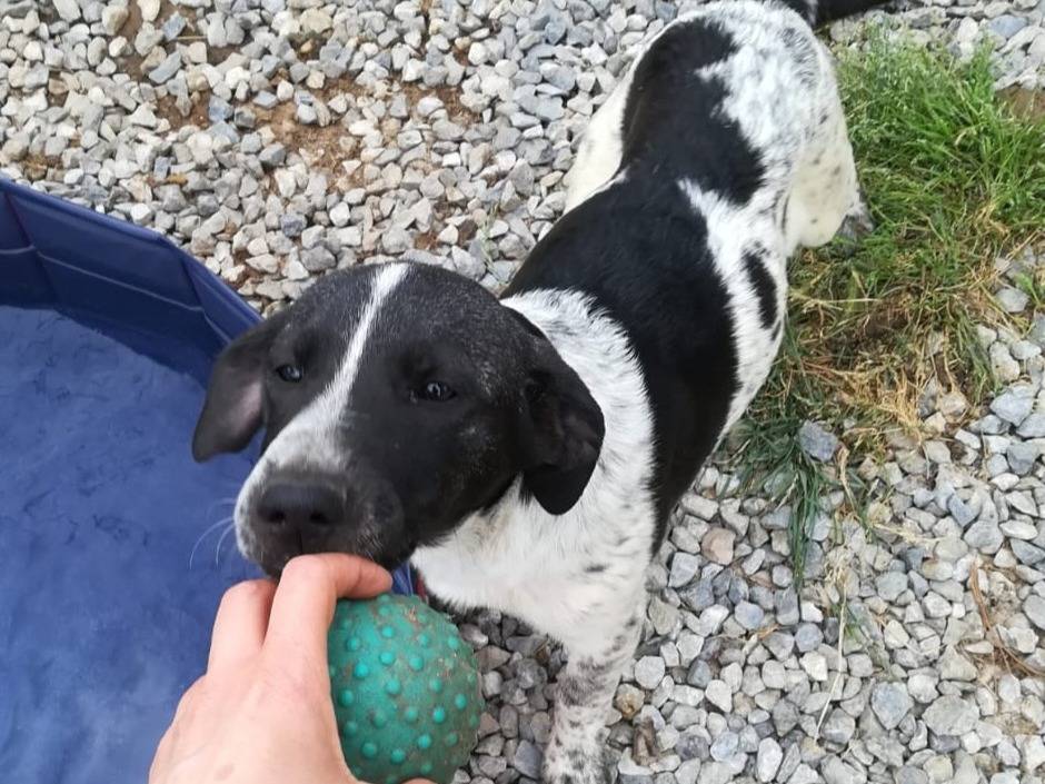 Adotta un cane, maschio, 5 mesi, Bologna