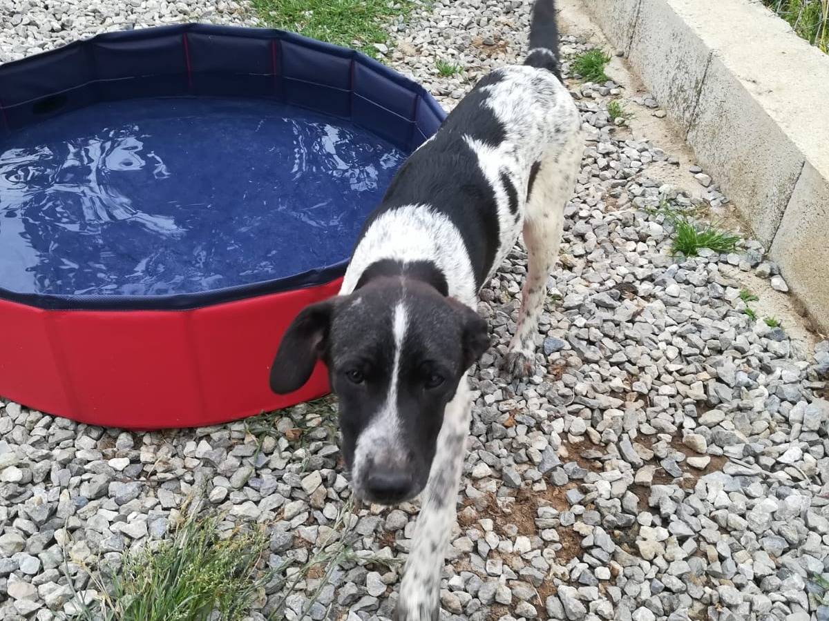 Adotta un cane, taglia media, maschio, Bologna