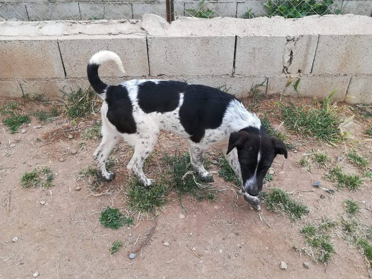 Vuoi adottare un cane a Bologna?
