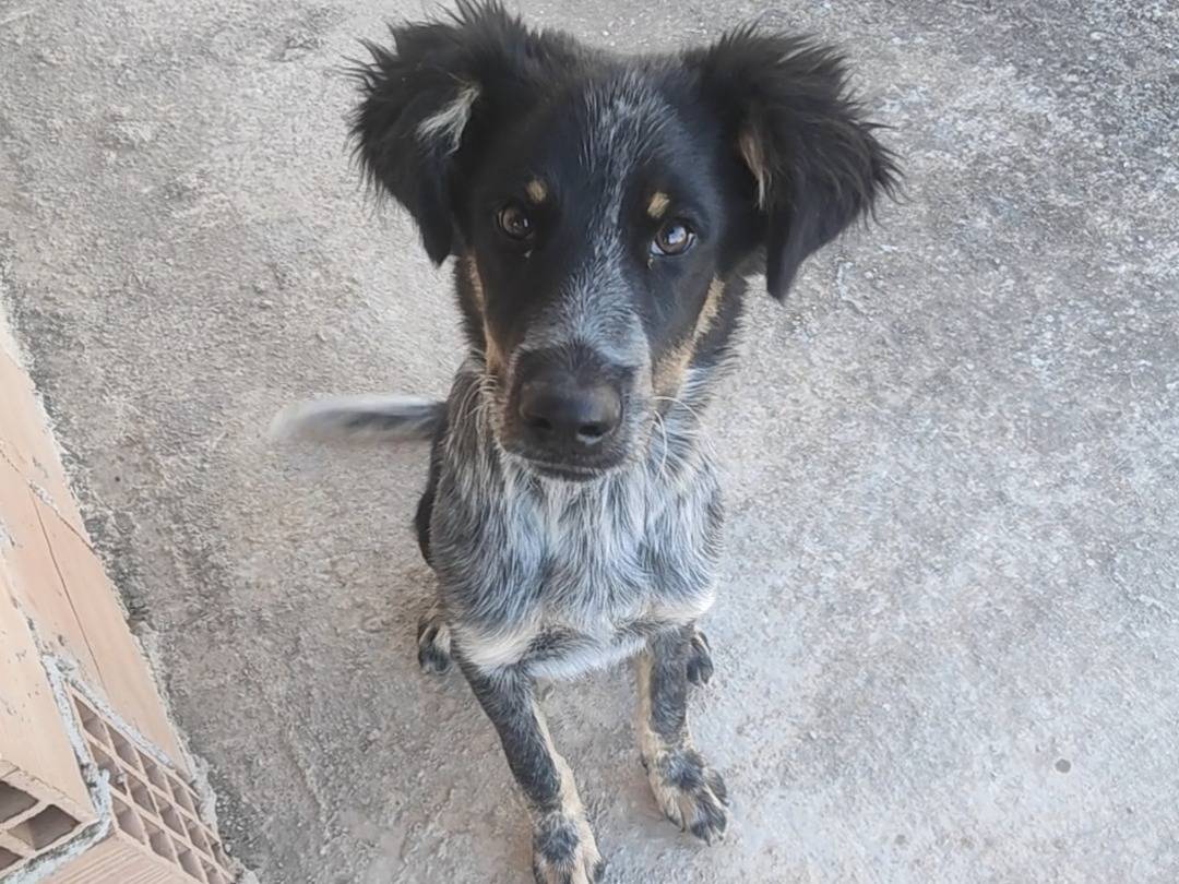 Vuoi adottare un cane a Vibo?