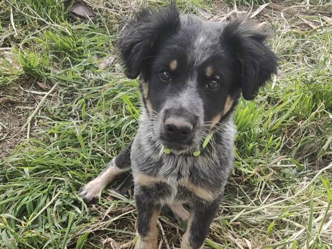 Adotta il cane Bubu a Vibo