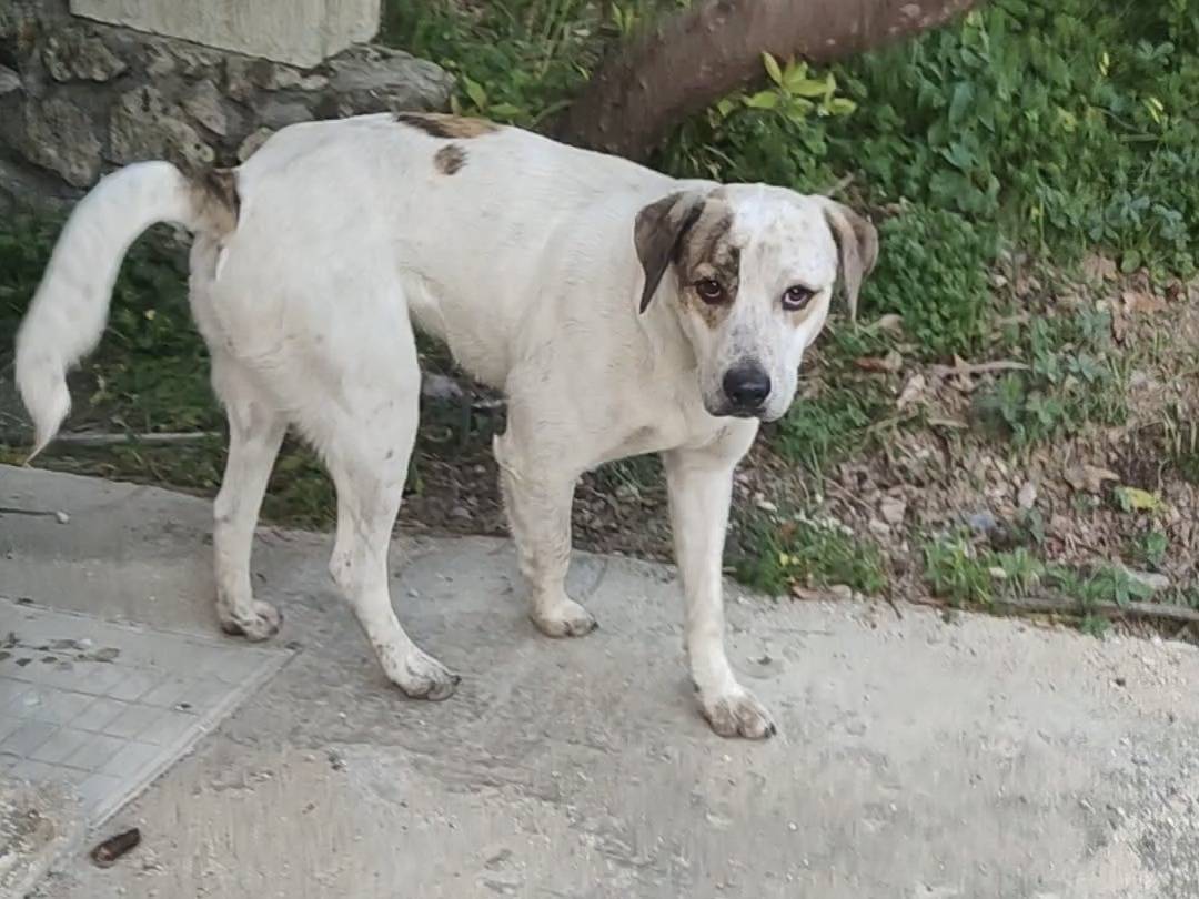 Vuoi adottare un cane a Vibo?