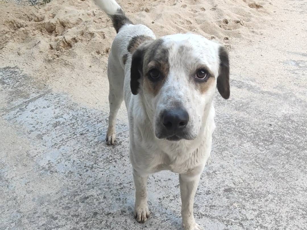 Adotta un cane, maschio, 3 anni e 4 mesi, Vibo