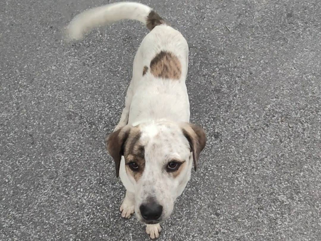 Adotta un cane, taglia media, maschio, Vibo
