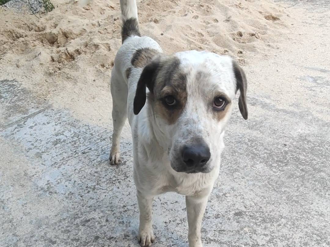 Adozione cane, maschio, Razza sconosciuta Razza sconosciuta, 3 anni e 4 mesi, taglia media, Vibo