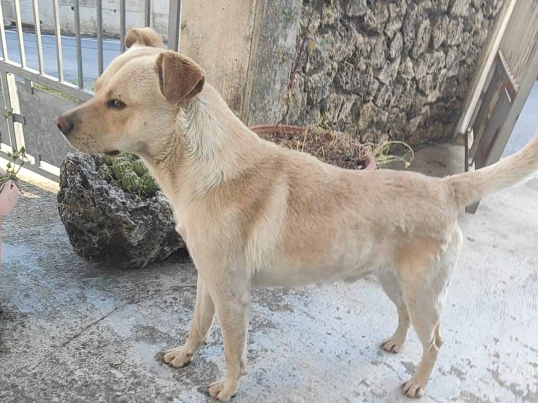 Foto 3 dell'animale