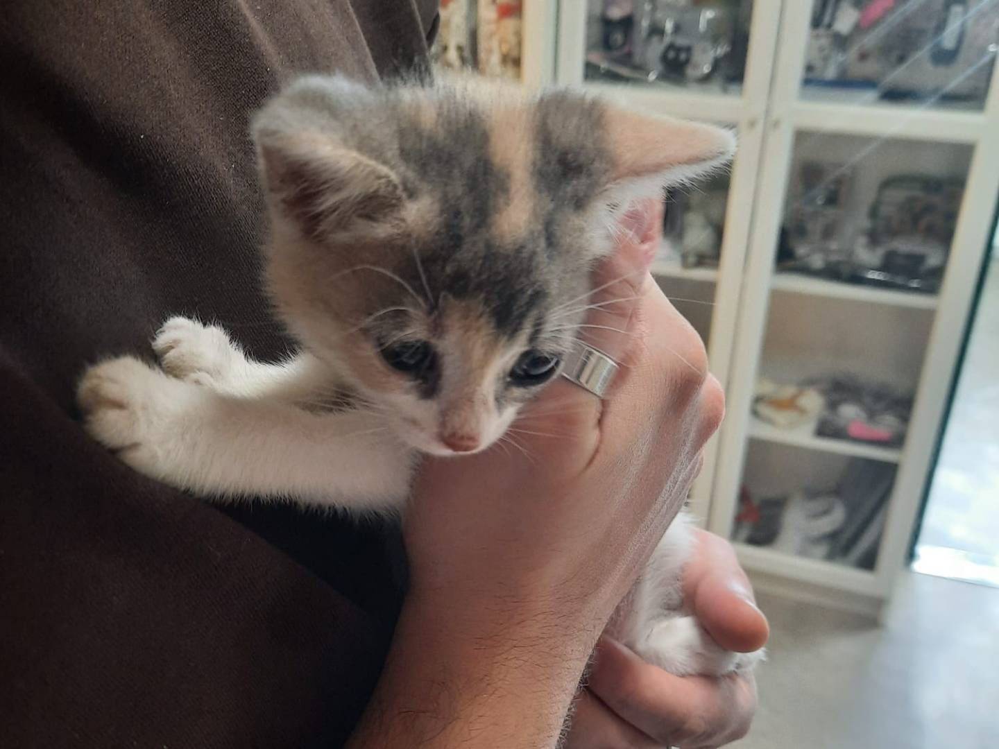 Adozione gatto, femmina, Razza sconosciuta Razza sconosciuta, 2 mesi, taglia non valida, Ravenna