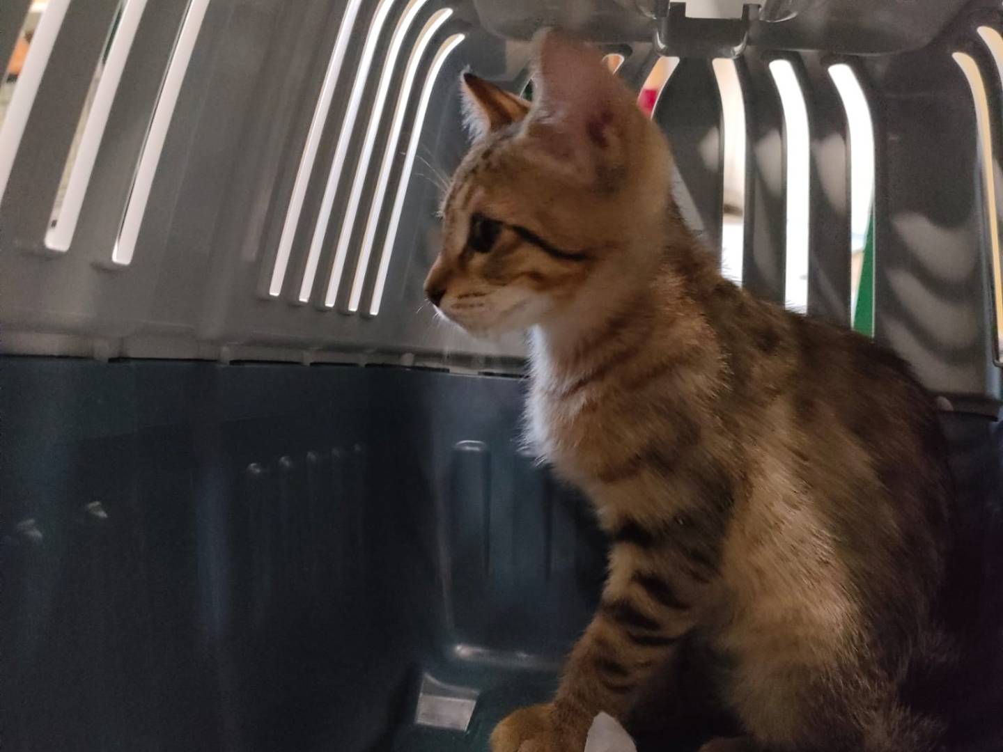 Adozione gatto, maschio, Razza sconosciuta Razza sconosciuta, 3 mesi, taglia non valida, Ravenna