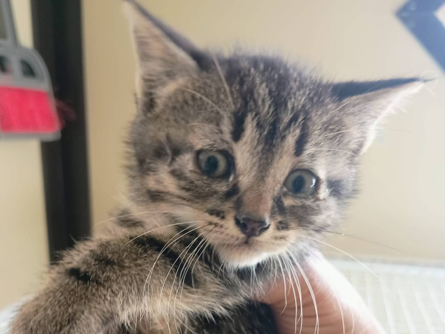 Adozione gatto, femmina, Razza sconosciuta Razza sconosciuta, 2 mesi, taglia non valida, Ravenna