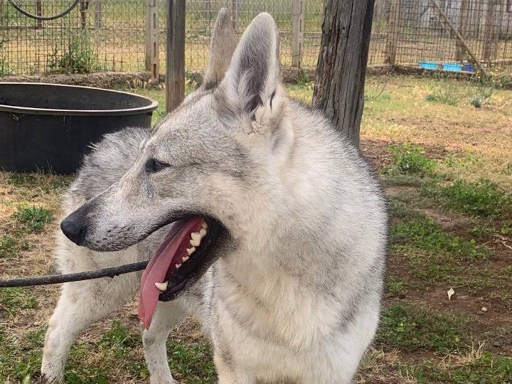Vuoi adottare un cane a Roma?