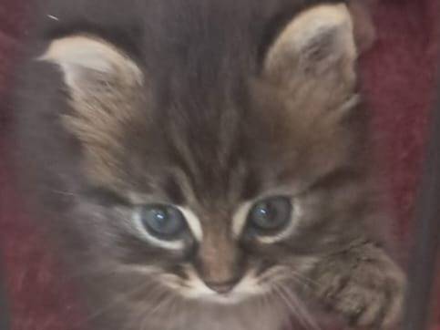 Adozione gatto, femmina, Razza sconosciuta Razza sconosciuta, 2 mesi, taglia non valida, Roma