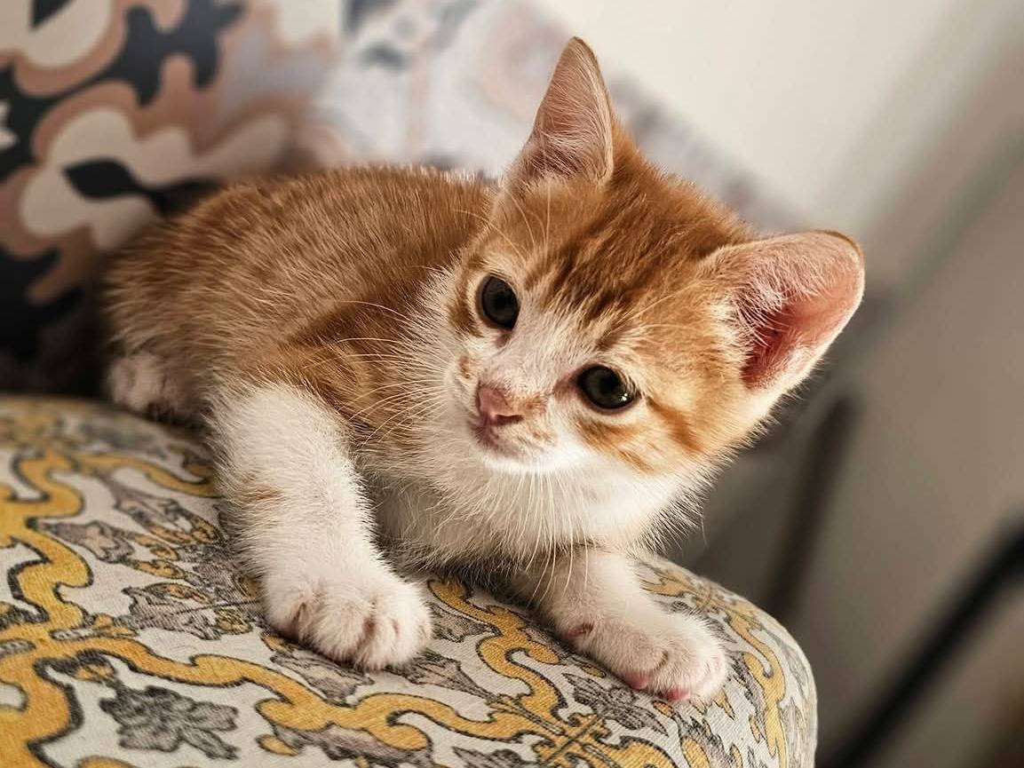 Adotta un gatto, taglia non valida, maschio, Trapani