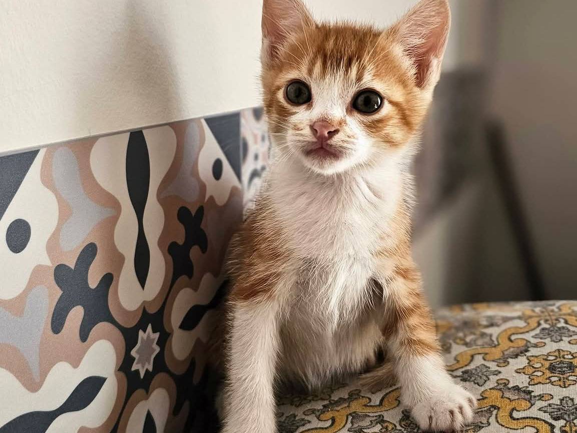 Vuoi adottare un gatto a Trapani?