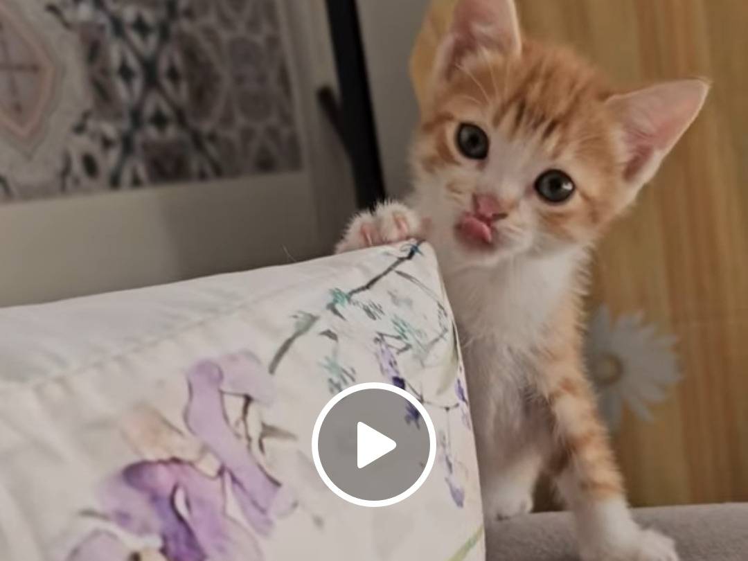 Adozione gatto, maschio, Razza sconosciuta Razza sconosciuta, 2 mesi, taglia non valida, Trapani