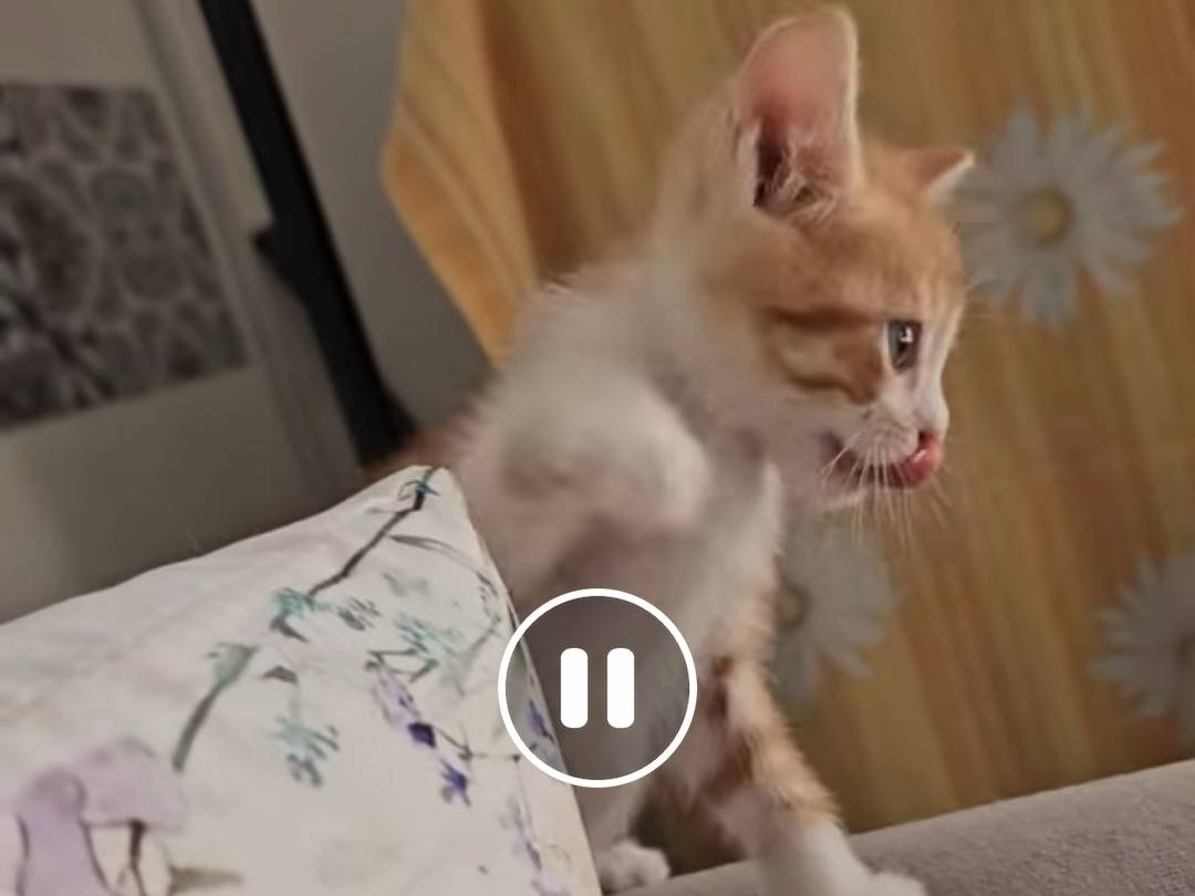 Adotta il gatto Leone a Trapani