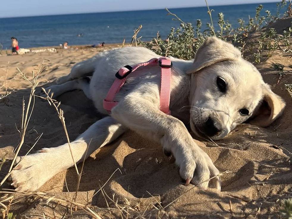 Adotta un cane, femmina, 2 mesi, Trapani