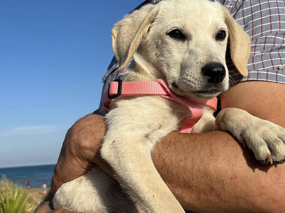 Adotta un cane, taglia media, femmina, Trapani