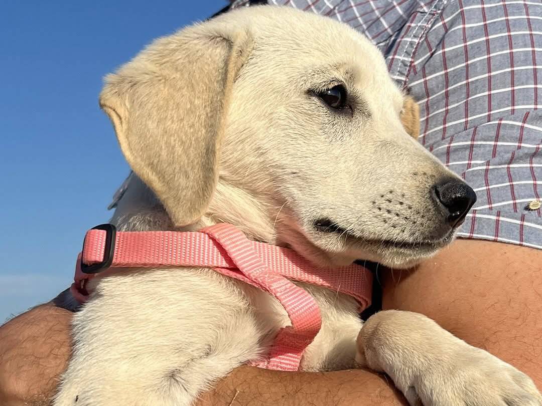Vuoi adottare un cane a Trapani?
