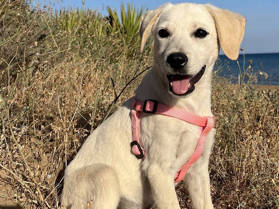 Adotta il cane Rachele a Trapani