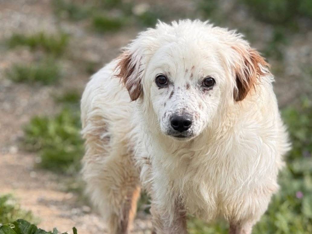 Adozione cane, maschio, Razza sconosciuta Razza sconosciuta, 11 anni, taglia piccola, Crotone