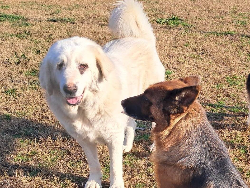 Adotta un cane, taglia grande, femmina, Mantova