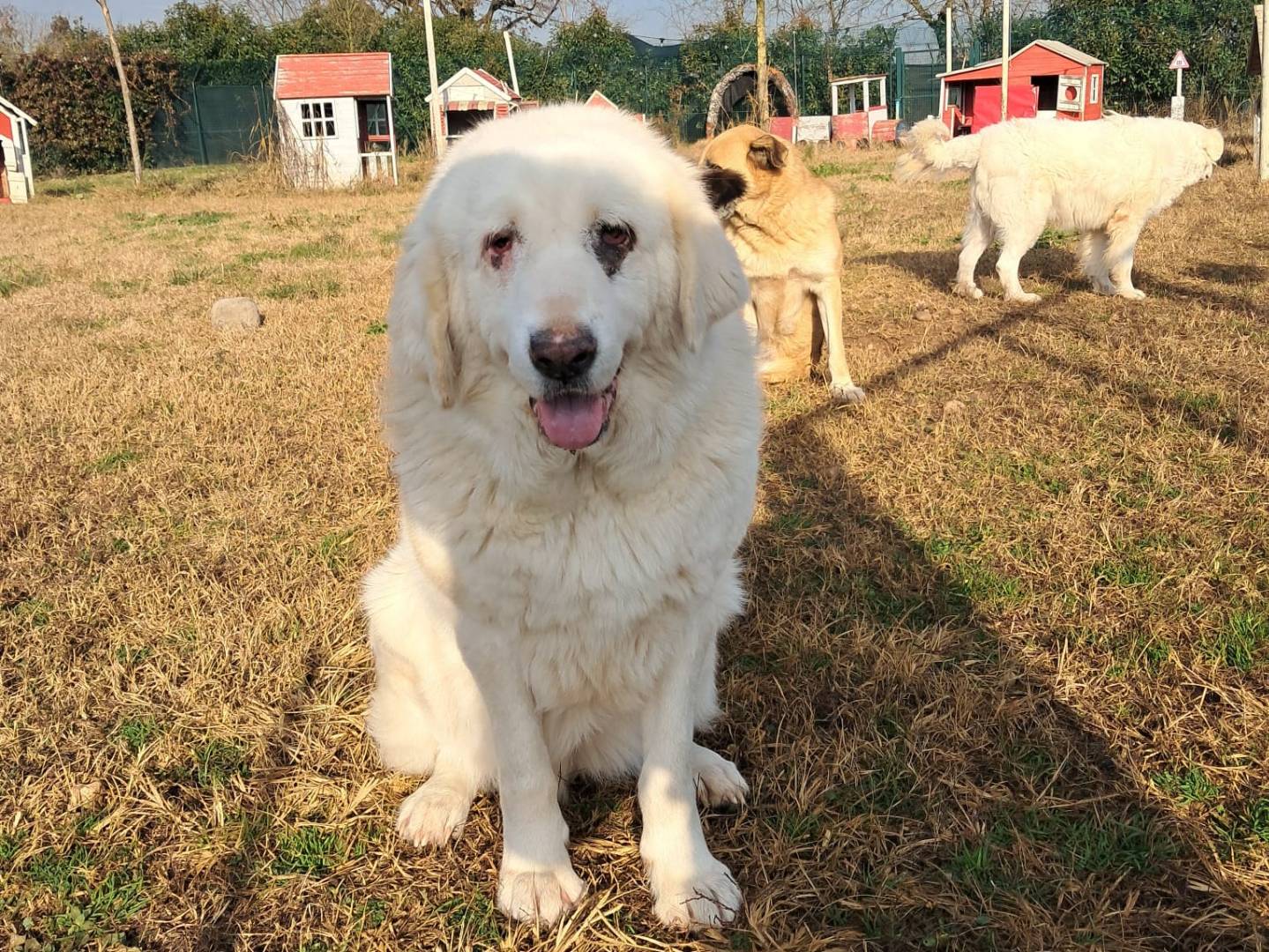 Vuoi adottare un cane a Mantova?