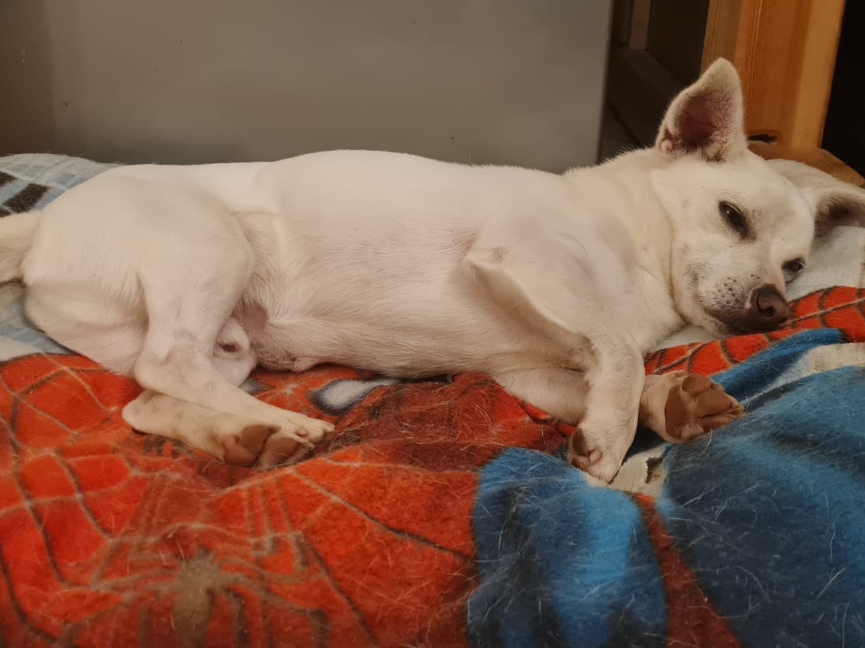 Vuoi adottare un cane a Trento?