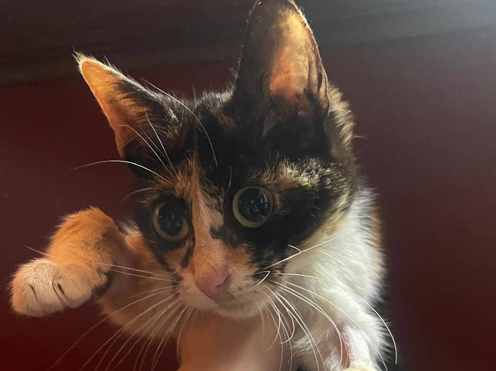 Adozione gatto, femmina, Razza sconosciuta Razza sconosciuta, 4 mesi, taglia non valida, Rieti