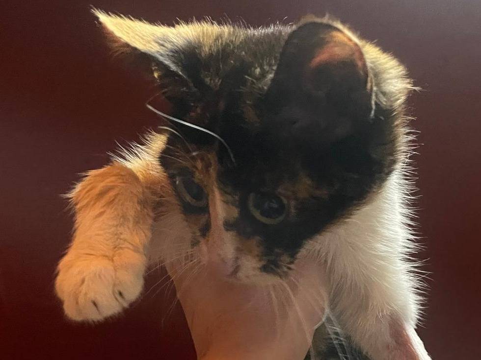 Adotta un gatto, femmina, 4 mesi, Rieti