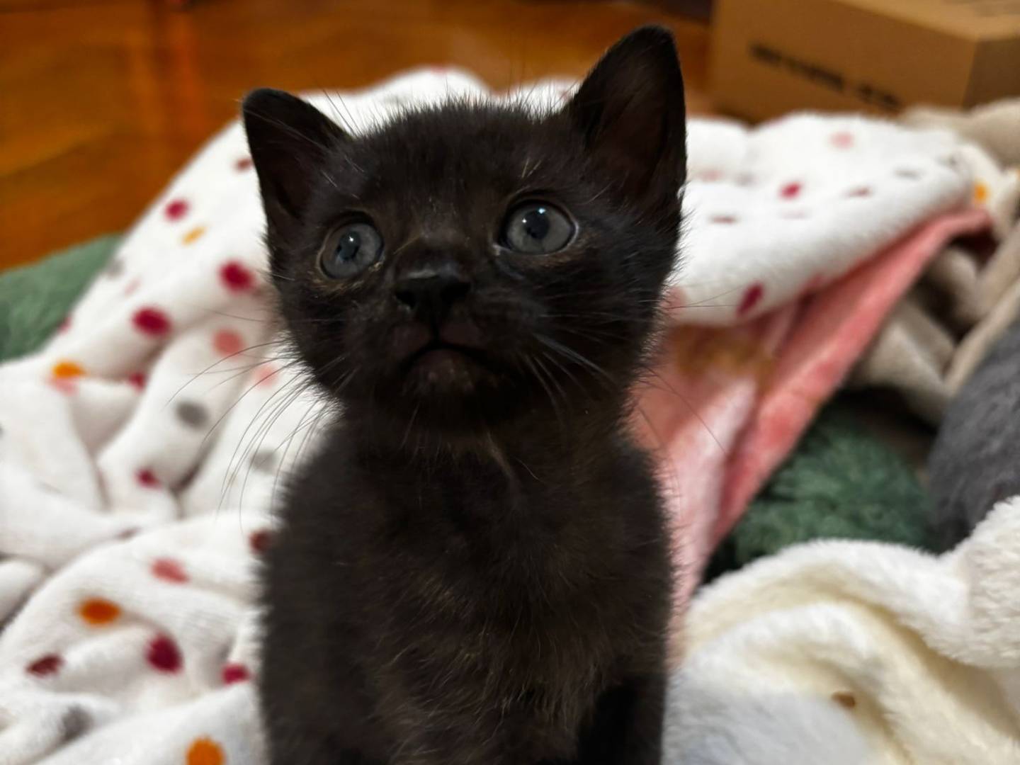 Adozione gatto, femmina, Razza sconosciuta Razza sconosciuta, 2 mesi, taglia non valida, Ancona