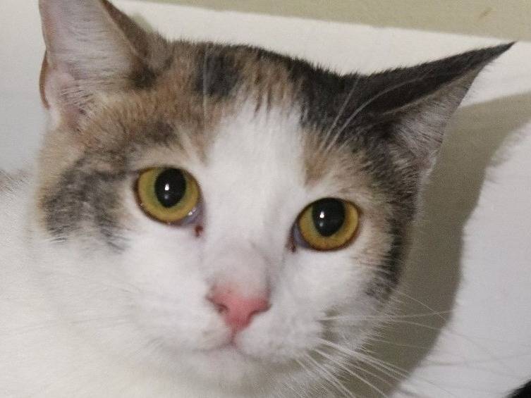 Adozione gatto, femmina, Razza sconosciuta Razza sconosciuta, 2 anni, taglia non valida, Milano