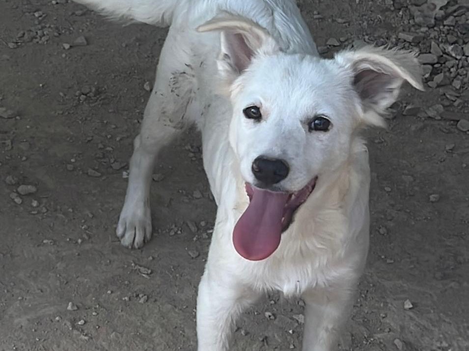Adozione cane, maschio, Razza sconosciuta Razza sconosciuta, 5 mesi, taglia media contenuta, Bari