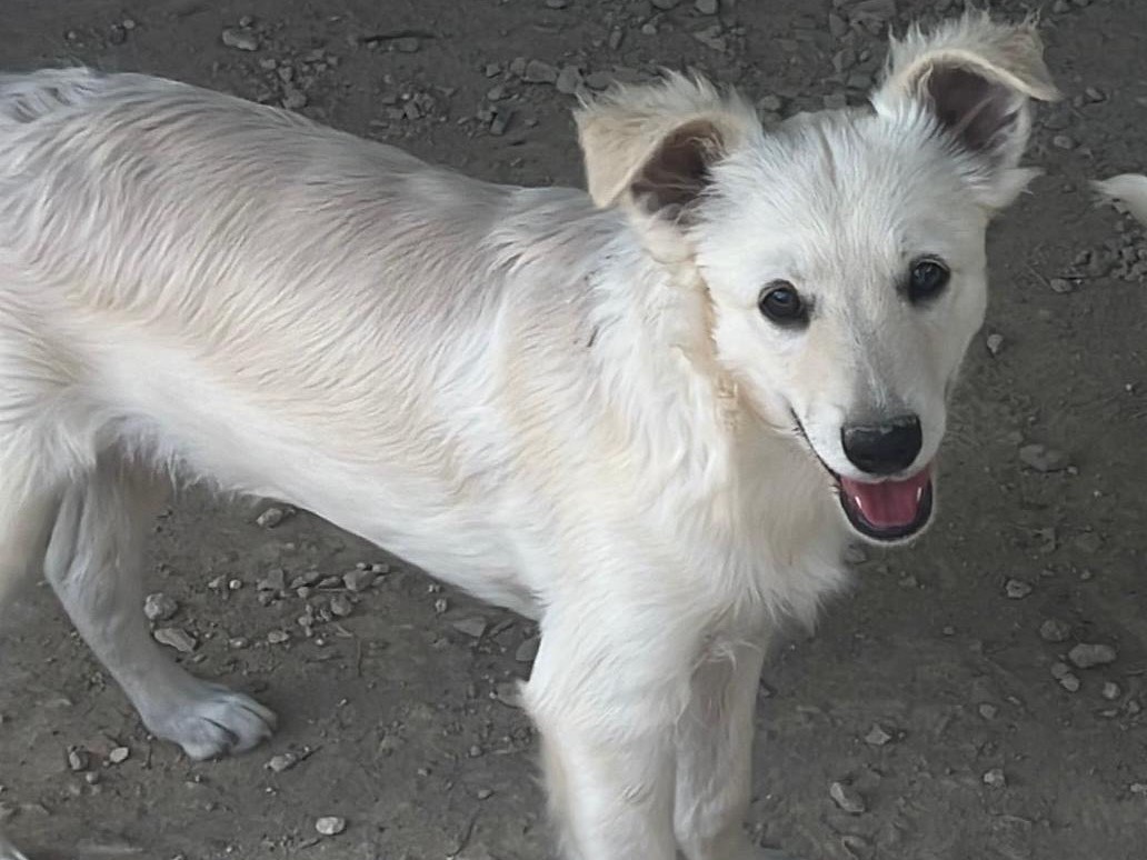 Adozione cane, maschio, Razza sconosciuta Razza sconosciuta, 5 mesi, taglia media contenuta, Bari