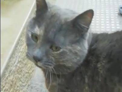 Adozione gatto, femmina, Razza sconosciuta Razza sconosciuta, 6 anni e 5 mesi, taglia non valida, Genova