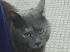 Adotta un gatto, femmina, 6 anni e 5 mesi, Genova