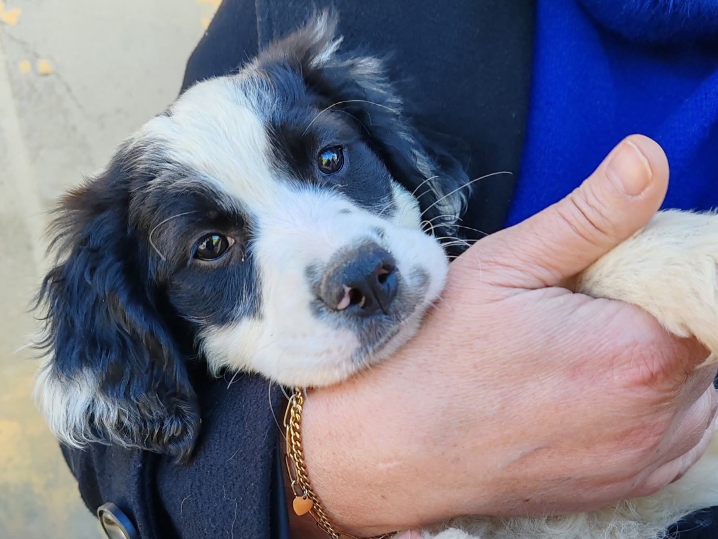 Adozione cane, femmina, Razza sconosciuta Razza sconosciuta, 4 mesi, taglia media contenuta, Salerno