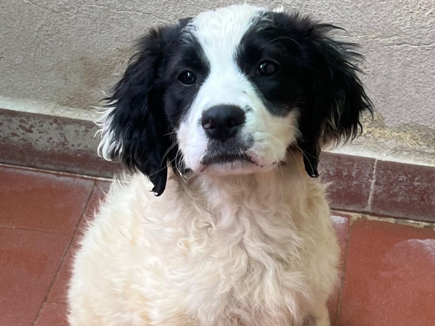 Adotta un cane, femmina, 4 mesi, Salerno