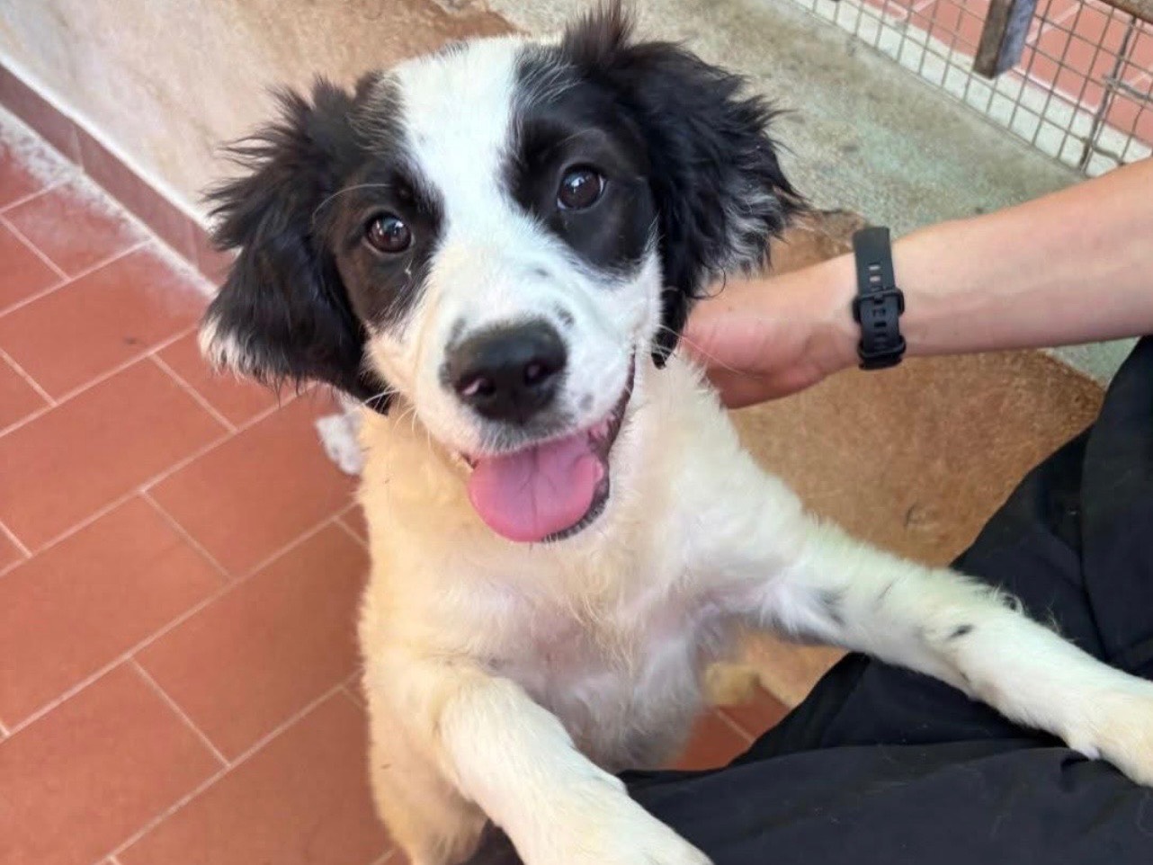 Adotta un cane, taglia media contenuta, femmina, Salerno
