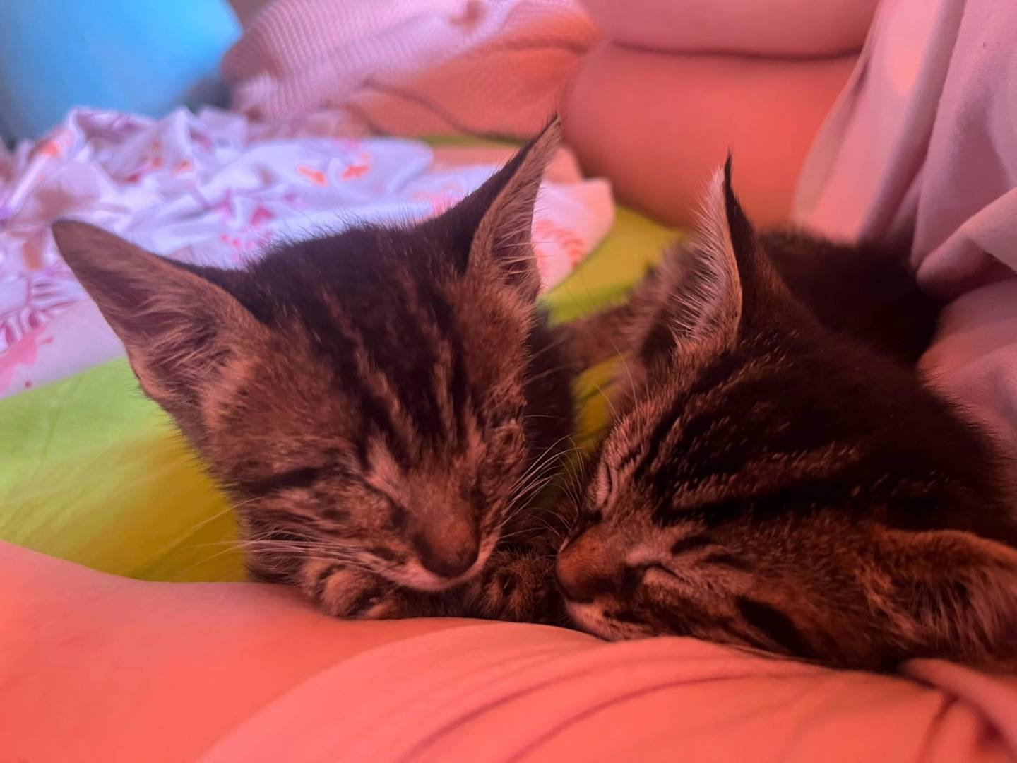 Adozione gatto, femmina, Razza sconosciuta Razza sconosciuta, 2 mesi, taglia non valida, Livorno