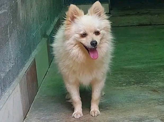 Adozione cane, femmina, Volpino di Pomerania Razza sconosciuta, 2 anni, taglia piccola, Cremona