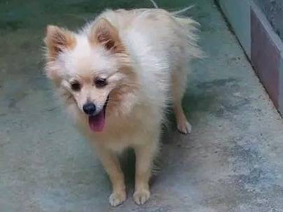 Adotta un cane, femmina, 2 anni, Cremona