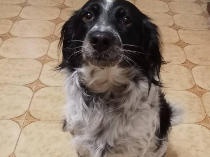 Adozione cane, femmina, Razza sconosciuta Razza sconosciuta, 2 anni e 4 mesi, taglia media, Ferrara
