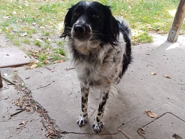 Adotta un cane, femmina, 2 anni e 4 mesi, Ferrara
