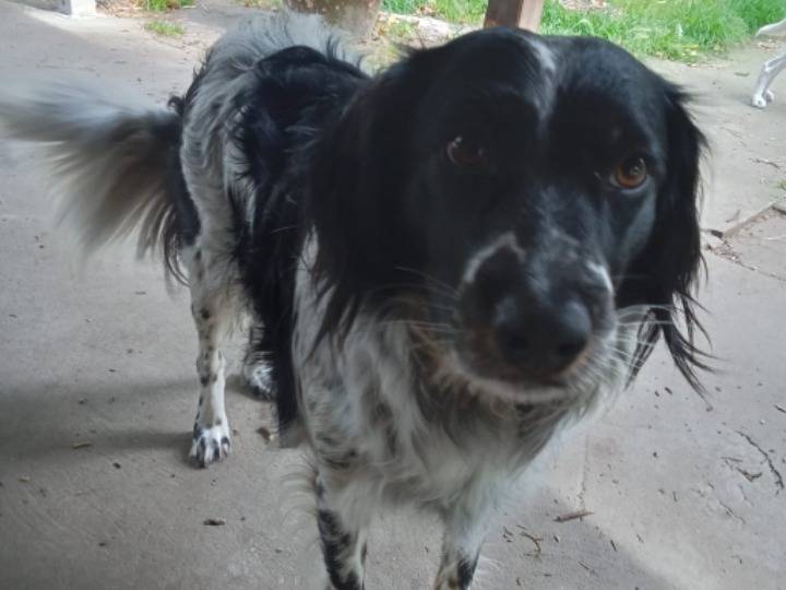 Adotta un cane, taglia media, femmina, Ferrara