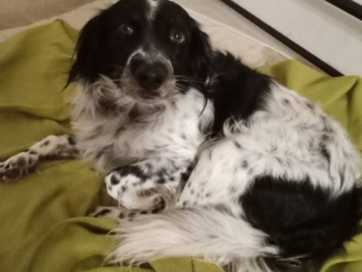 Vuoi adottare un cane a Ferrara?