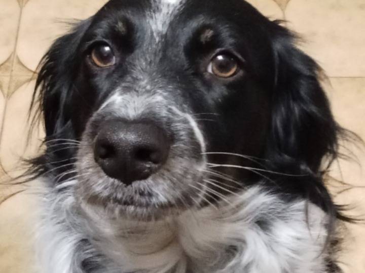 Adotta il cane Betty a Ferrara