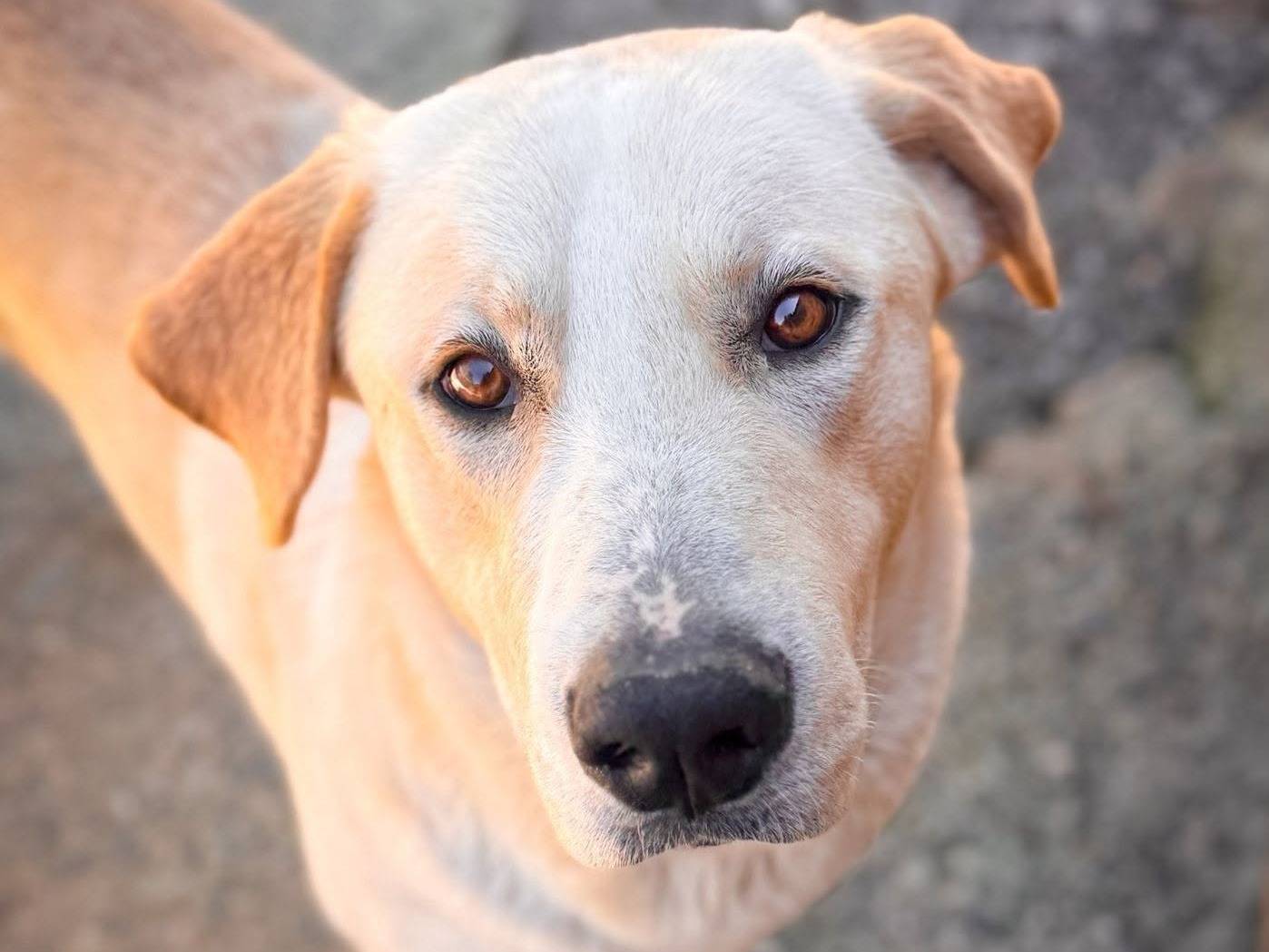 Adozione cane, maschio, Razza sconosciuta Razza sconosciuta, 1 anno, taglia gigante, Crotone